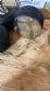 Envasadora rotativa bombonas gal�es de 1 � 5 litros Vinox Zegla com retrofit