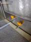 Cabine de seguran�a biol�gica Trox