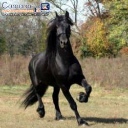 Industria para nutri��o animal